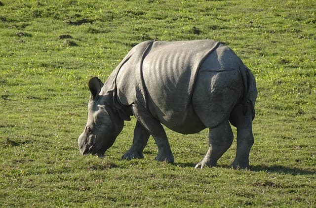 Assam